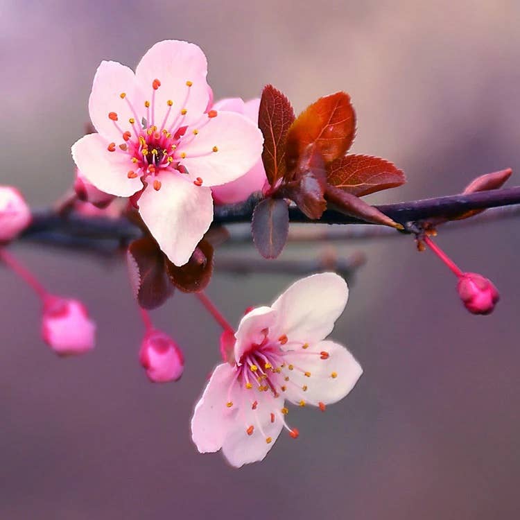 Japanese Cherry Blossom - 8 oz. candle